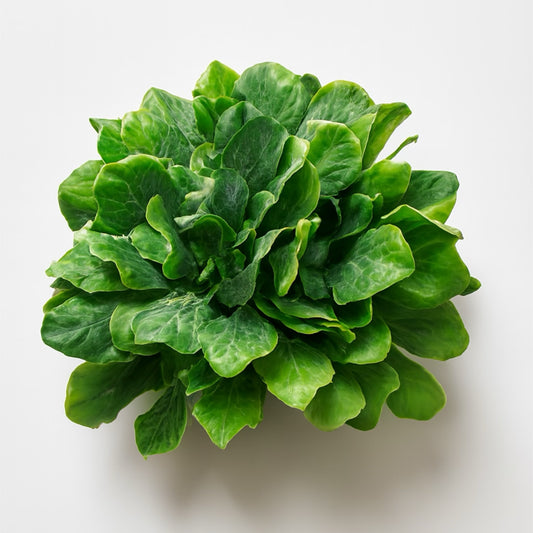 Heartleaf Philodendron Forever Flower in Cement Pot