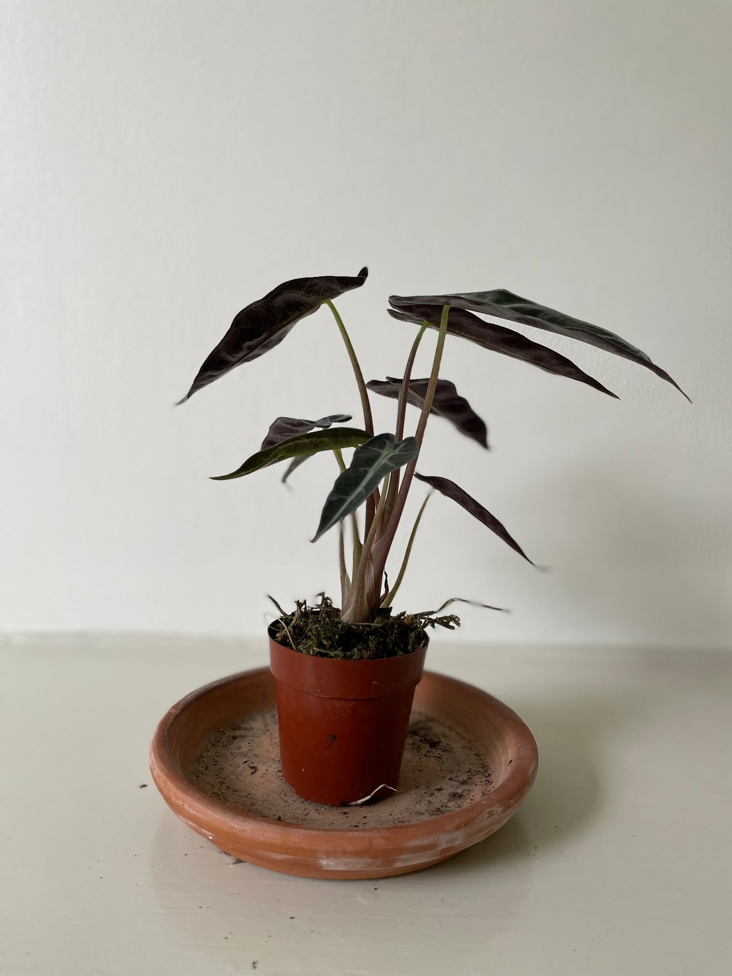 Alocasia Polly 'African Mask'