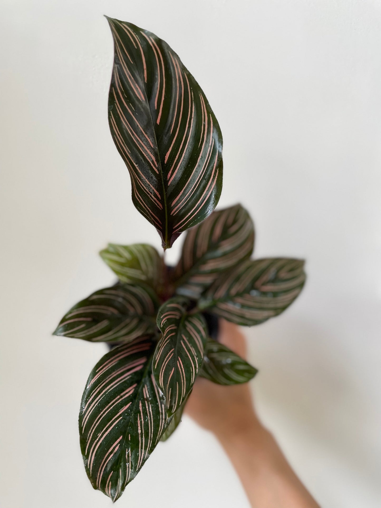 'Pinstripe' Ornata Calathea