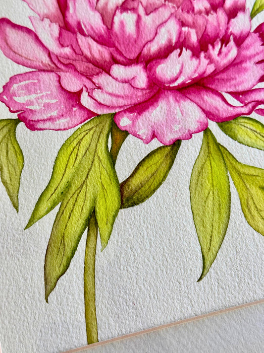 Watercolor Peony – Framed Botanical Art