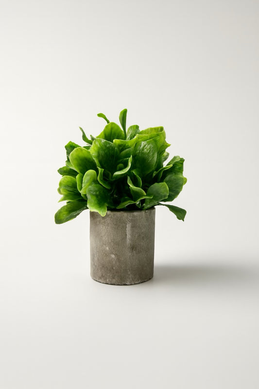 Heartleaf Philodendron Forever Flower in Cement Pot