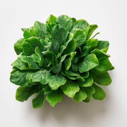 Heartleaf Philodendron Forever Flower in Cement Pot