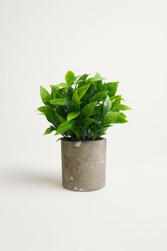 Green pothos plant in a rustic concrete pot, ideal for indoor decor and easy maintenance.