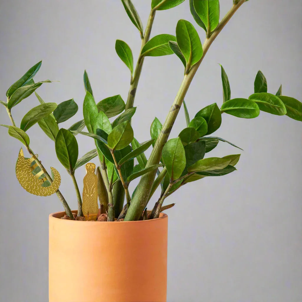 Plant Animal - Spider Monkey, houseplant decoration
