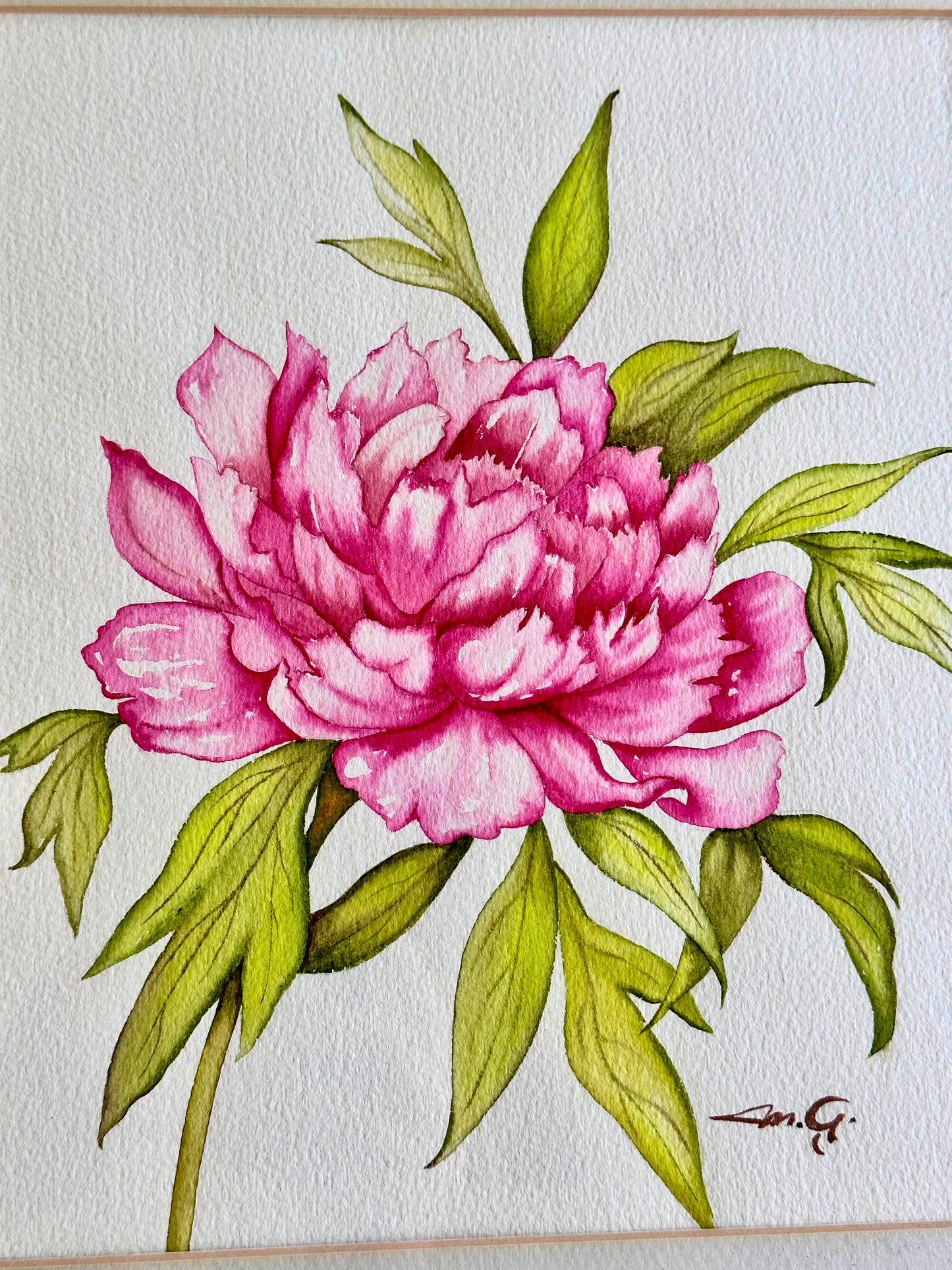 Watercolor Peony – Framed Botanical Art