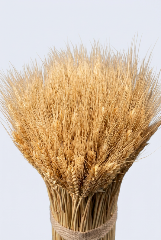 Golden wheat head detail on off-white