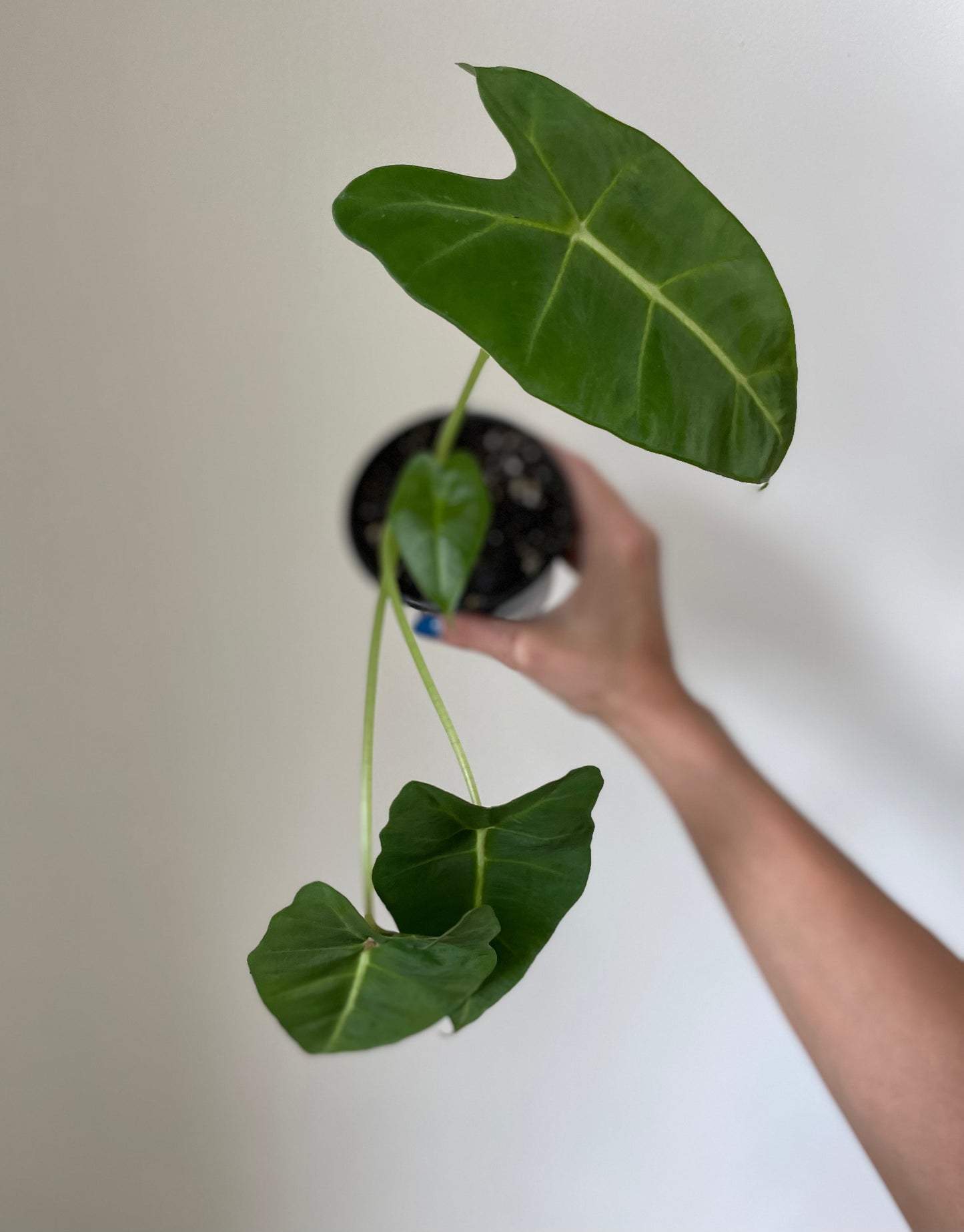 Alocasia Micholitziana 'Frydek'