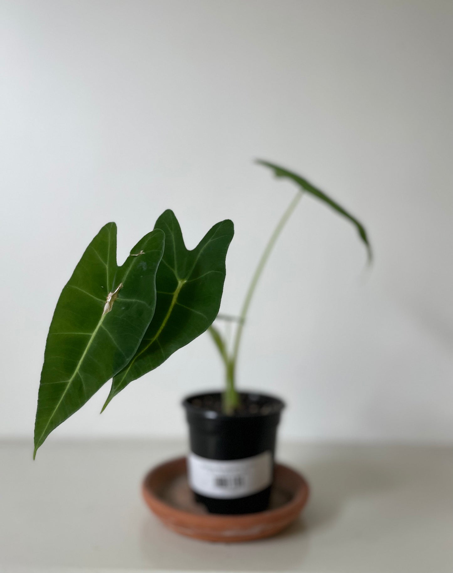 Alocasia Micholitziana 'Frydek'