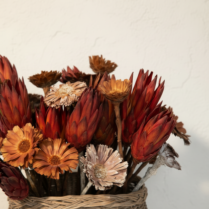 Close-up of dried botanical cluster showing dense grouping of deep burgundy Protea repens cones, warm amber and pale blush solar wood daisy blooms, and dried stems with visible textured dried petals and natural color variation