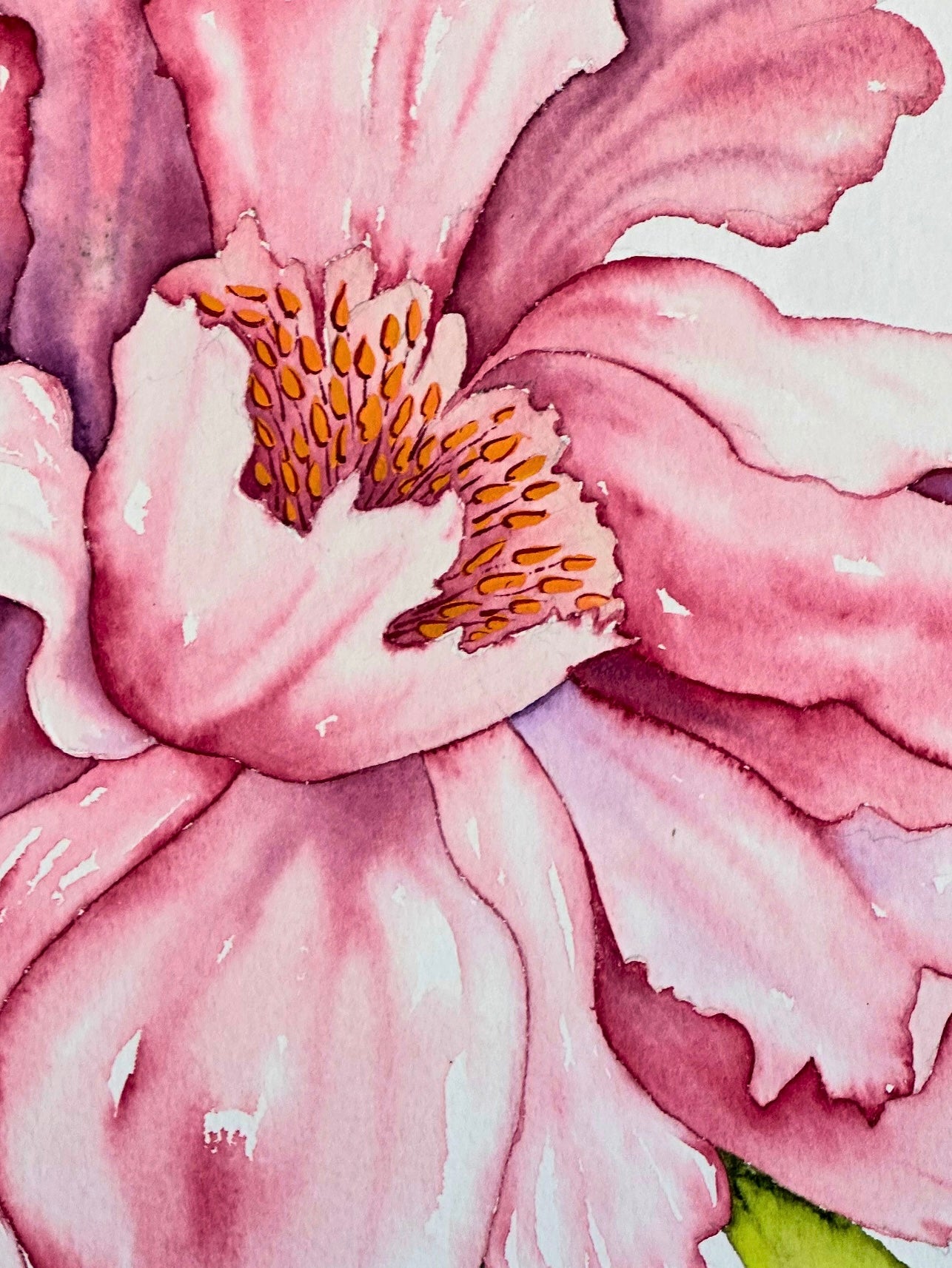 hand painted in Jacksonville Florida
Detailed illustration of a pink flower with green leaves on a white background