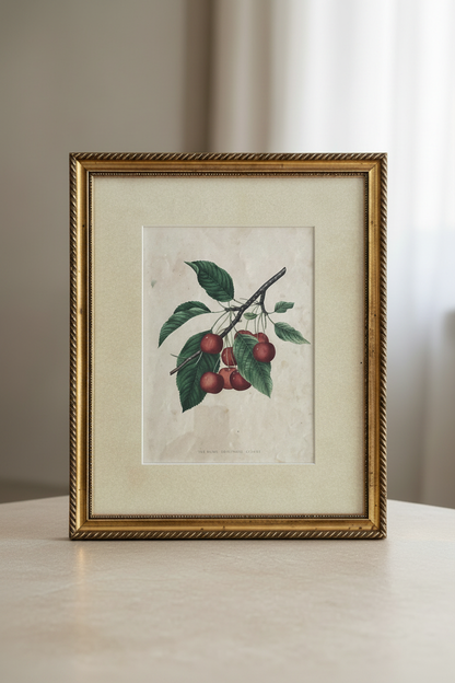 Vintage Cherry Botanical — Revised